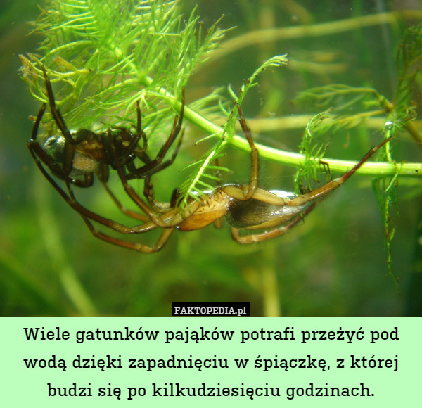 Wiele gatunków pająków potrafi przeżyć pod wodą dzięki zapadnięciu w śpiączkę, z której budzi się po kilkudziesięciu godzinach. 