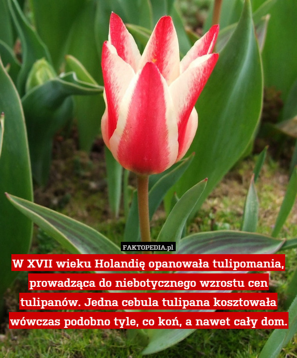W XVII wieku Holandię opanowała tulipomania, prowadząca do niebotycznego wzrostu cen tulipanów. Jedna cebula tulipana kosztowała wówczas podobno tyle, co koń, a nawet cały dom. 