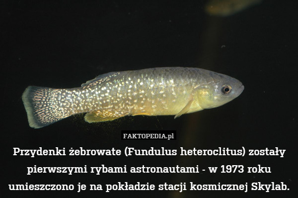 Przydenki żebrowate (Fundulus heteroclitus) zostały pierwszymi rybami astronautami - w 1973 roku umieszczono je na pokładzie stacji kosmicznej Skylab. 