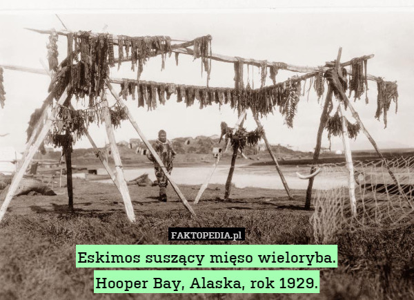 Eskimos suszący mięso wieloryba.
Hooper Bay, Alaska, rok 1929. 