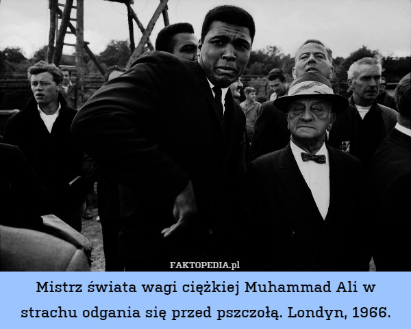 Mistrz świata wagi ciężkiej Muhammad Ali w strachu odgania się przed pszczołą. Londyn, 1966. 