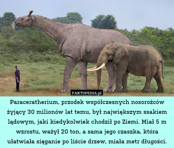 Paraceratherium, przodek współczesnych nosorożców żyjący 30 milionów lat temu, był największym ssakiem lądowym, jaki kiedykolwiek chodził po Ziemi. Miał 5 m wzrostu, ważył 20 ton, a sama jego czaszka, która ułatwiała sięganie po liście drzew, miała metr długości. 