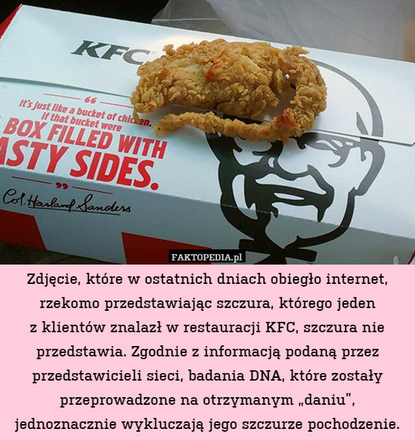 Zdjęcie, które w ostatnich dniach obiegło internet, rzekomo przedstawiając szczura, którego jeden
z klientów znalazł w restauracji KFC, szczura nie przedstawia. Zgodnie z informacją podaną przez przedstawicieli sieci, badania DNA, które zostały przeprowadzone na otrzymanym „daniu”, jednoznacznie wykluczają jego szczurze pochodzenie. 