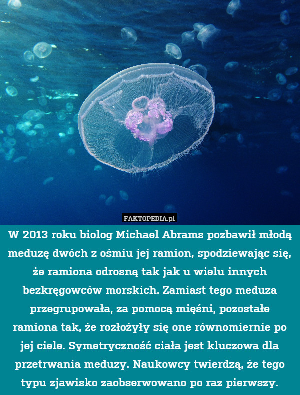 W 2013 roku biolog Michael Abrams pozbawił młodą meduzę dwóch z ośmiu jej ramion, spodziewając się, że ramiona odrosną tak jak u wielu innych bezkręgowców morskich. Zamiast tego meduza przegrupowała, za pomocą mięśni, pozostałe ramiona tak, że rozłożyły się one równomiernie po jej ciele. Symetryczność ciała jest kluczowa dla przetrwania meduzy. Naukowcy twierdzą, że tego typu zjawisko zaobserwowano po raz pierwszy. 