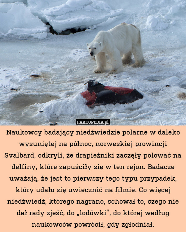 Naukowcy badający niedźwiedzie polarne w daleko wysuniętej na północ, norweskiej prowincji Svalbard, odkryli, że drapieżniki zaczęły polować na delfiny, które zapuściły się w ten rejon. Badacze uważają, że jest to pierwszy tego typu przypadek, który udało się uwiecznić na filmie. Co więcej niedźwiedź, którego nagrano, schował to, czego nie dał rady zjeść, do „lodówki”, do której według naukowców powrócił, gdy zgłodniał. 