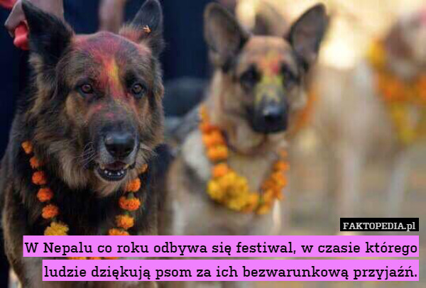 W Nepalu co roku odbywa się festiwal, w czasie którego ludzie dziękują psom za ich bezwarunkową przyjaźń. 