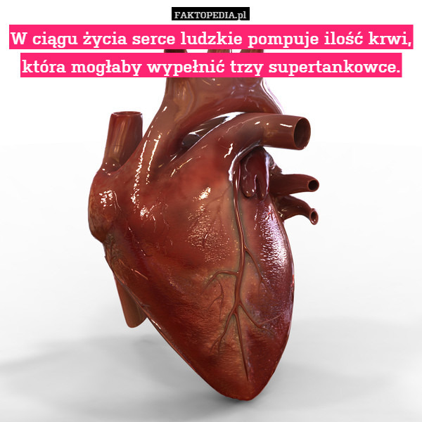 W ciągu życia serce ludzkie pompuje ilość krwi, która mogłaby wypełnić trzy supertankowce. 