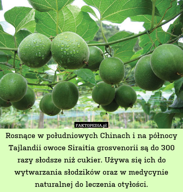 Rosnące w południowych Chinach i na północy Tajlandii owoce Siraitia grosvenorii są do 300 razy słodsze niż cukier. Używa się ich do wytwarzania słodzików oraz w medycynie naturalnej do leczenia otyłości. 