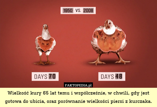 Wielkość kury 65 lat temu i współcześnie, w chwili, gdy jest gotowa do ubicia, oraz porównanie wielkości piersi z kurczaka. 