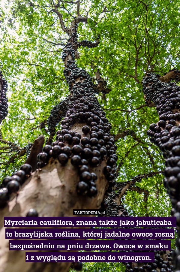 Myrciaria cauliflora, znana także jako jabuticaba - to brazylijska roślina, której jadalne owoce rosną bezpośrednio na pniu drzewa. Owoce w smaku 
i z wyglądu są podobne do winogron. 