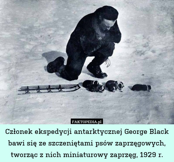 Członek ekspedycji antarktycznej George Black bawi się ze szczeniętami psów zaprzęgowych, tworząc z nich miniaturowy zaprzęg, 1929 r. 
