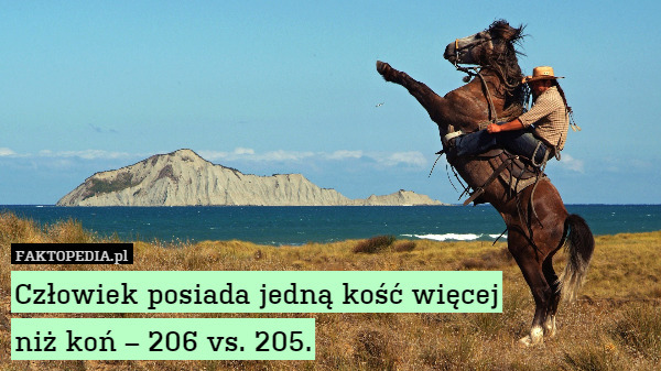 Człowiek posiada jedną kość więcej
niż koń – 206 vs. 205. 