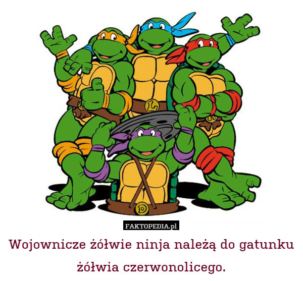 Wojownicze żółwie ninja należą do gatunku żółwia czerwonolicego. 