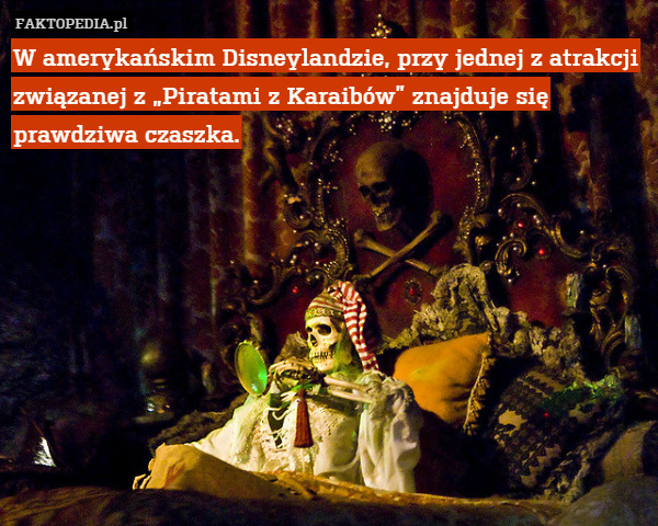 W amerykańskim Disneylandzie, przy jednej z atrakcji związanej z „Piratami z Karaibów” znajduje się prawdziwa czaszka. 