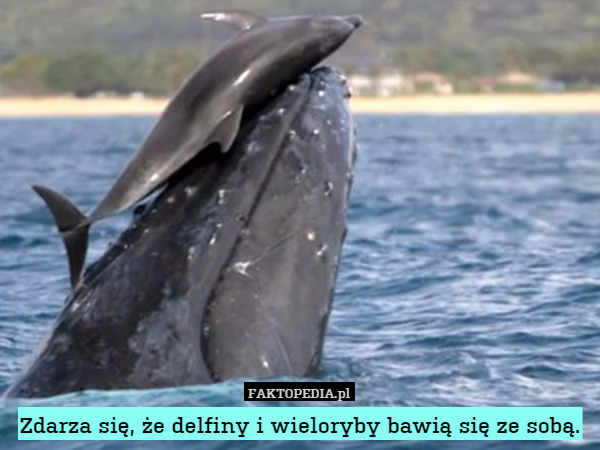Zdarza się, że delfiny i wieloryby bawią się ze sobą. 