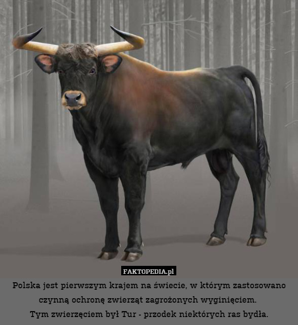 Polska jest pierwszym krajem na świecie, w którym zastosowano czynną ochronę zwierząt zagrożonych wyginięciem. 
Tym zwierzęciem był Tur - przodek niektórych ras bydła. 