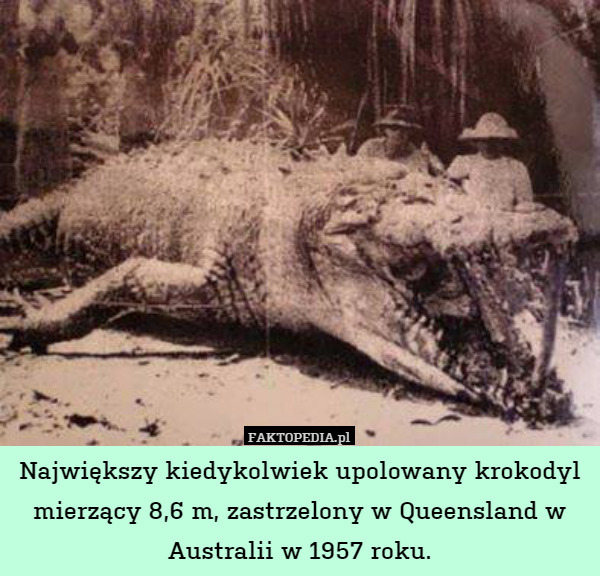 Największy kiedykolwiek upolowany krokodyl mierzący 8,6 m, zastrzelony w Queensland w Australii w 1957 roku. 