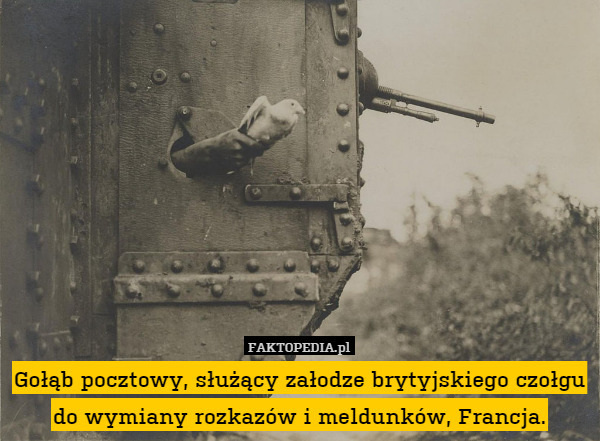 Gołąb pocztowy, służący załodze brytyjskiego czołgu do wymiany rozkazów i meldunków, Francja. 