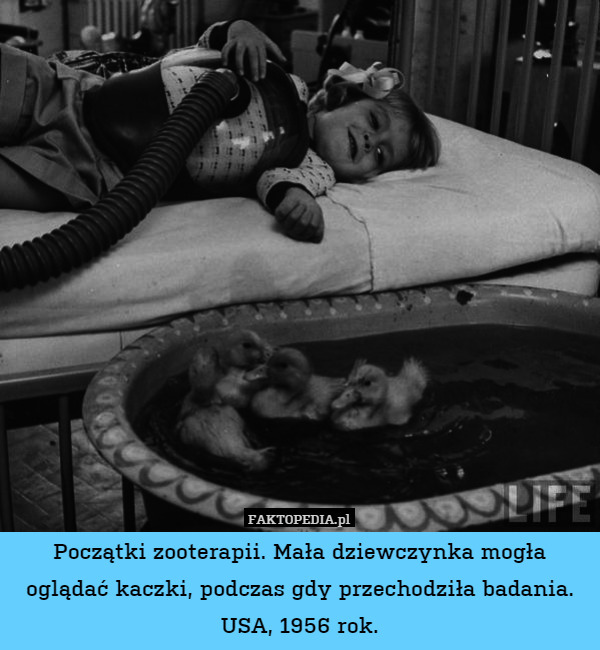 Początki zooterapii. Mała dziewczynka mogła oglądać kaczki, podczas gdy przechodziła badania. USA, 1956 rok. 