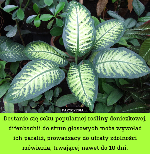 Dostanie się soku popularnej rośliny doniczkowej, difenbachii do strun głosowych może wywołać
ich paraliż, prowadzący do utraty zdolności mówienia, trwającej nawet do 10 dni. 