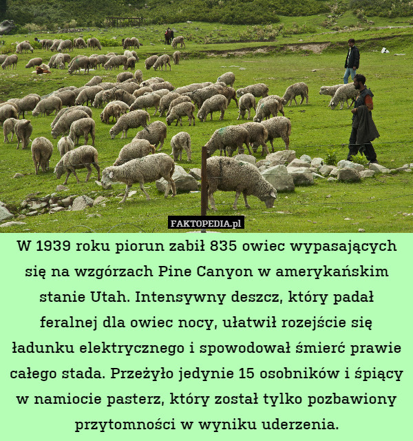 W 1939 roku piorun zabił 835 owiec wypasających się na wzgórzach Pine Canyon w amerykańskim stanie Utah. Intensywny deszcz, który padał feralnej dla owiec nocy, ułatwił rozejście się ładunku elektrycznego i spowodował śmierć prawie całego stada. Przeżyło jedynie 15 osobników i śpiący
w namiocie pasterz, który został tylko pozbawiony przytomności w wyniku uderzenia. 
