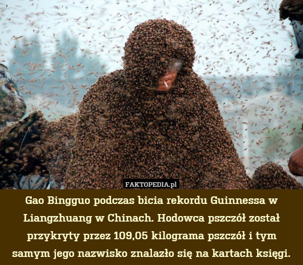 Gao Bingguo podczas bicia rekordu Guinnessa w Liangzhuang w Chinach. Hodowca pszczół został przykryty przez 109,05 kilograma pszczół i tym samym jego nazwisko znalazło się na kartach księgi. 