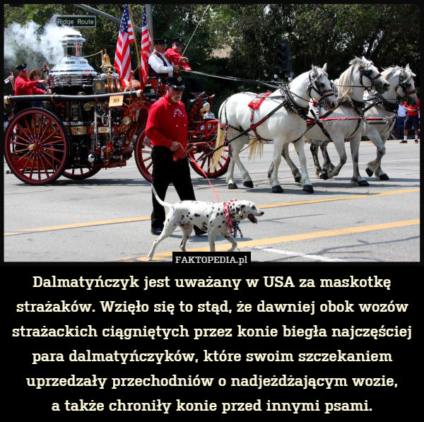 Dalmatyńczyk jest uważany w USA za maskotkę strażaków. Wzięło się to stąd, że dawniej obok wozów strażackich ciągniętych przez konie biegła najczęściej para dalmatyńczyków, które swoim szczekaniem uprzedzały przechodniów o nadjeżdżającym wozie,
a także chroniły konie przed innymi psami. 