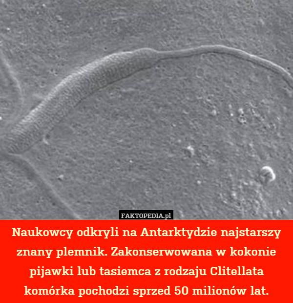 Naukowcy odkryli na Antarktydzie najstarszy znany plemnik. Zakonserwowana w kokonie pijawki lub tasiemca z rodzaju Clitellata komórka pochodzi sprzed 50 milionów lat. 