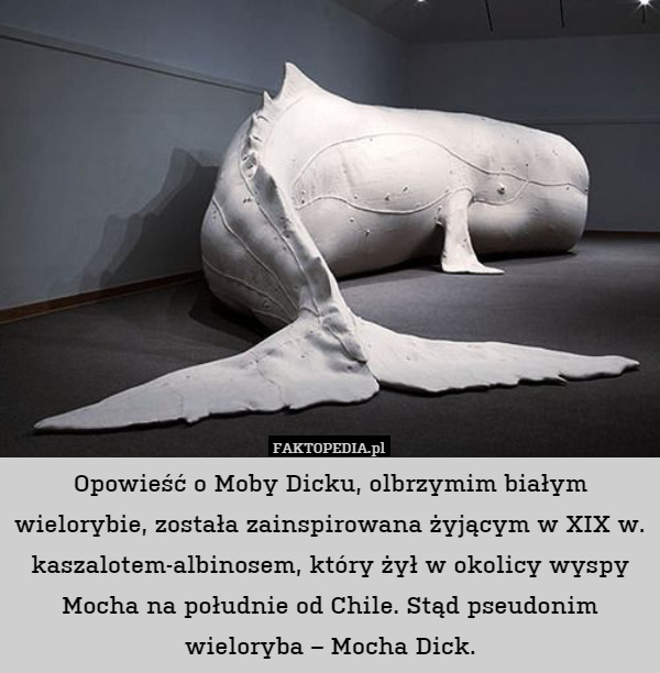 Opowieść o Moby Dicku, olbrzymim białym wielorybie, została zainspirowana żyjącym w XIX w. kaszalotem-albinosem, który żył w okolicy wyspy Mocha na południe od Chile. Stąd pseudonim wieloryba – Mocha Dick. 