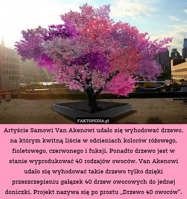 Artyście Samowi Van Akenowi udało się wyhodować drzewo, na którym kwitną liście w odcieniach kolorów różowego, fioletowego, czerwonego i fuksji. Ponadto drzewo jest w stanie wyprodukować 40 rodzajów owoców. Van Akenowi udało się wyhodować takie drzewo tylko dzięki przeszczepieniu gałązek 40 drzew owocowych do jednej doniczki. Projekt nazywa się po prostu „Drzewo 40 owoców”. 