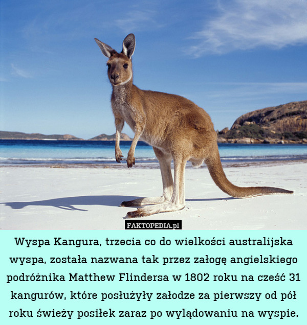 Wyspa Kangura, trzecia co do wielkości australijska wyspa, została nazwana tak przez załogę angielskiego podróżnika Matthew Flindersa w 1802 roku na cześć 31 kangurów, które posłużyły załodze za pierwszy od pół roku świeży posiłek zaraz po wylądowaniu na wyspie. 