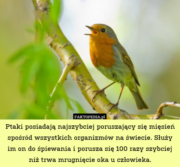 Ptaki posiadają najszybciej poruszający się mięsień spośród wszystkich organizmów na świecie. Służy im on do śpiewania i porusza się 100 razy szybciej niż trwa mrugnięcie oka u człowieka. 