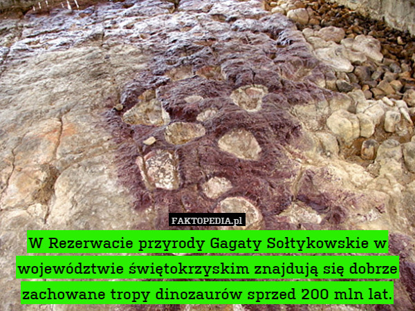 W Rezerwacie przyrody Gagaty Sołtykowskie w województwie świętokrzyskim znajdują się dobrze zachowane tropy dinozaurów sprzed 200 mln lat. 