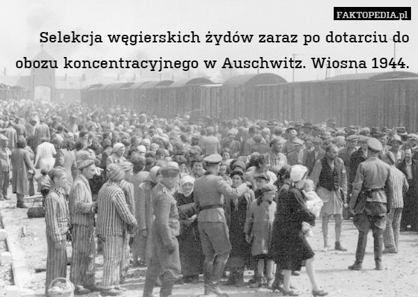 Selekcja węgierskich żydów zaraz po dotarciu do obozu koncentracyjnego w Auschwitz. Wiosna 1944. 