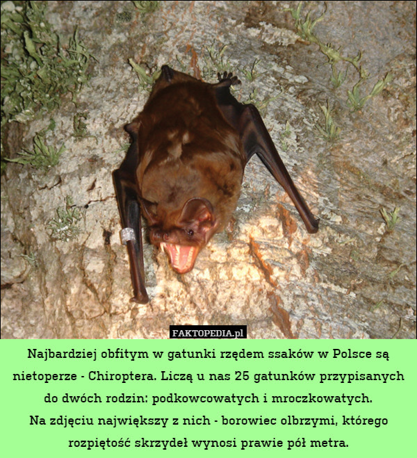 Najbardziej obfitym w gatunki rzędem ssaków w Polsce są nietoperze - Chiroptera. Liczą u nas 25 gatunków przypisanych do dwóch rodzin: podkowcowatych i mroczkowatych.
Na zdjęciu największy z nich - borowiec olbrzymi, którego rozpiętość skrzydeł wynosi prawie pół metra. 