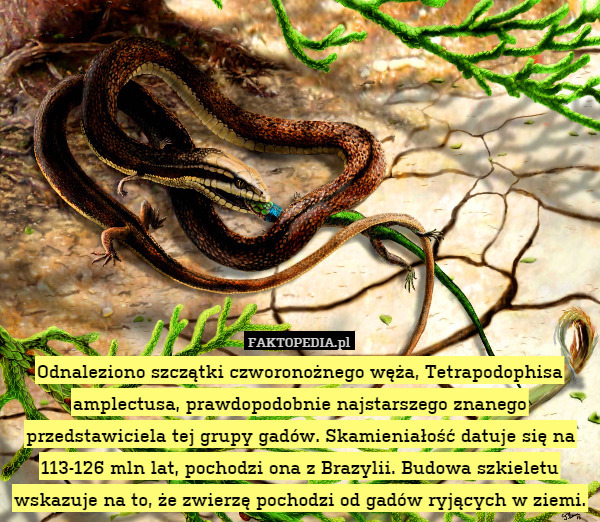Odnaleziono szczątki czworonożnego węża, Tetrapodophisa amplectusa, prawdopodobnie najstarszego znanego przedstawiciela tej grupy gadów. Skamieniałość datuje się na 113-126 mln lat, pochodzi ona z Brazylii. Budowa szkieletu wskazuje na to, że zwierzę pochodzi od gadów ryjących w ziemi. 