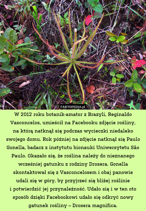 W 2012 roku botanik-amator z Brazyli, Reginaldo Vasconcelos, umieścił na Facebooku zdjęcie rośliny,
na którą natknął się podczas wycieczki niedaleko swojego domu. Rok później na zdjęcie natknął się Paulo Gonella, badacz z instytutu bionauki Uniwersytetu São Paulo. Okazało się, że roślina należy do nieznanego wcześniej gatunku z rodziny Drosera. Gonella skontaktował się z Vasconcelosem i obaj panowie
udali się w góry, by przyjrzeć się bliżej roślinie
i potwierdzić jej przynależność. Udało się i w ten oto sposób dzięki Facebookowi udało się odkryć nowy gatunek rośliny – Drosera magnifica. 