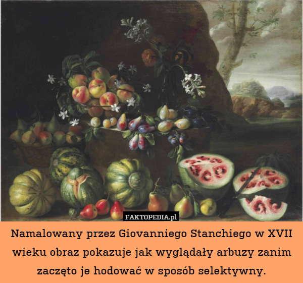 Namalowany przez Giovanniego Stanchiego w XVII wieku obraz pokazuje jak wyglądały arbuzy zanim zaczęto je hodować w sposób selektywny. 