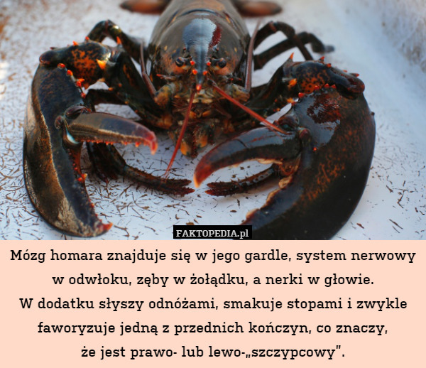 Mózg homara znajduje się w jego gardle, system nerwowy w odwłoku, zęby w żołądku, a nerki w głowie.
W dodatku słyszy odnóżami, smakuje stopami i zwykle faworyzuje jedną z przednich kończyn, co znaczy,
że jest prawo- lub lewo-„szczypcowy”. 