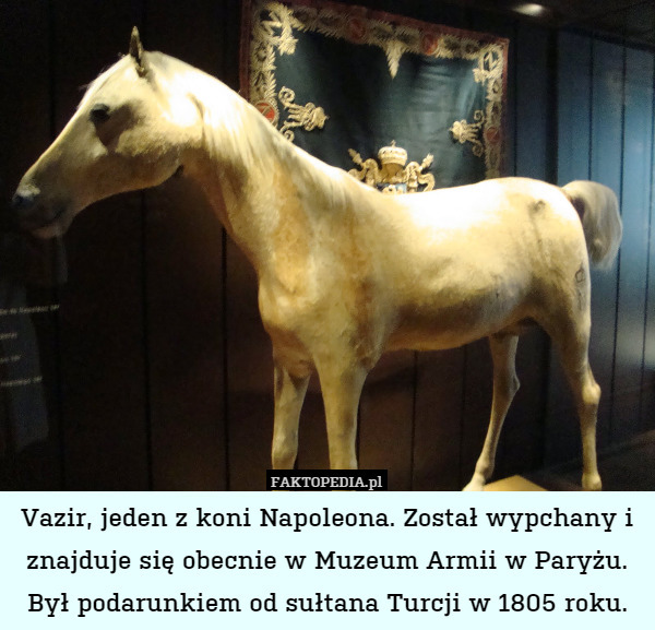 Vazir, jeden z koni Napoleona. Został wypchany i znajduje się obecnie w Muzeum Armii w Paryżu.
Był podarunkiem od sułtana Turcji w 1805 roku. 
