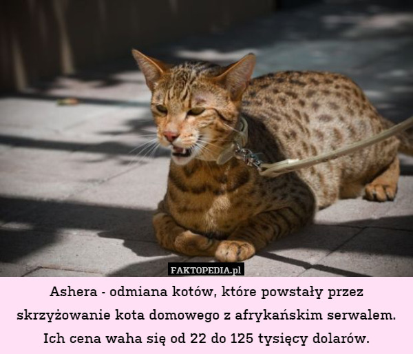 Ashera - odmiana kotów, które powstały przez skrzyżowanie kota domowego z afrykańskim serwalem. Ich cena waha się od 22 do 125 tysięcy dolarów. 