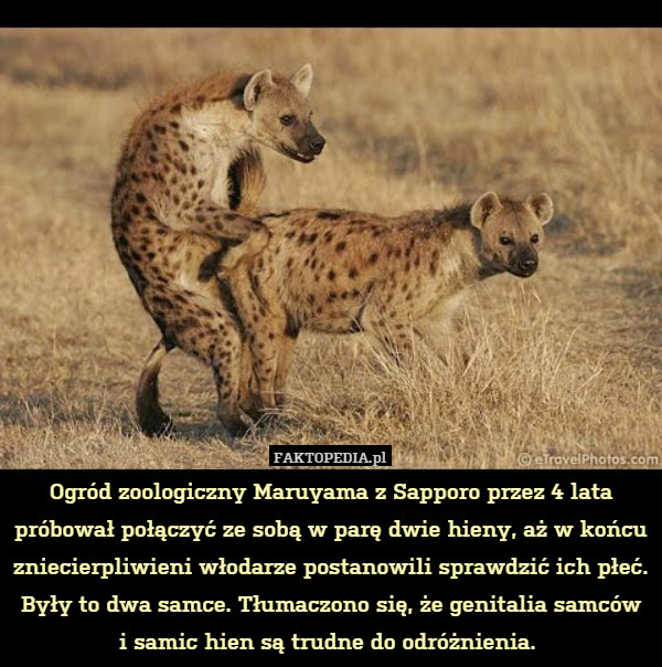 Ogród zoologiczny Maruyama z Sapporo przez 4 lata próbował połączyć ze sobą w parę dwie hieny, aż w końcu zniecierpliwieni włodarze postanowili sprawdzić ich płeć. Były to dwa samce. Tłumaczono się, że genitalia samców
i samic hien są trudne do odróżnienia. 