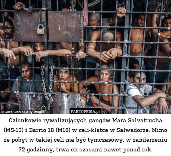 Członkowie rywalizujących gangów Mara Salvatrucha (MS-13) i Barrio 18 (M18) w celi-klatce w Salwadorze. Mimo że pobyt w takiej celi ma być tymczasowy, w zamierzeniu 72-godzinny, trwa on czasami nawet ponad rok. 