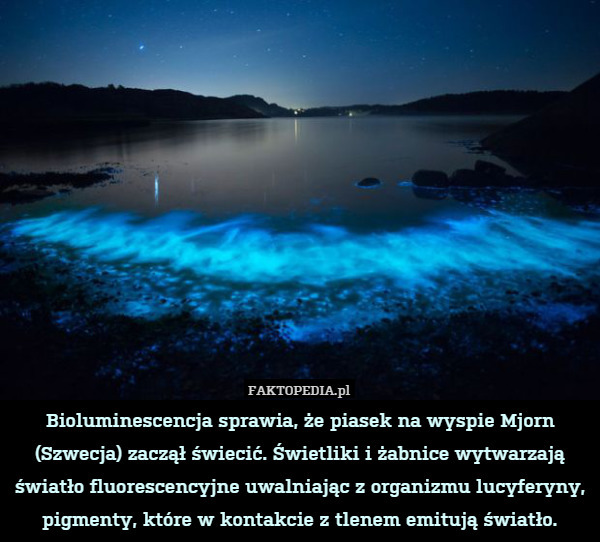Bioluminescencja sprawia, że piasek na wyspie Mjorn (Szwecja) zaczął świecić. Świetliki i żabnice wytwarzają światło fluorescencyjne uwalniając z organizmu lucyferyny, pigmenty, które w kontakcie z tlenem emitują światło. 