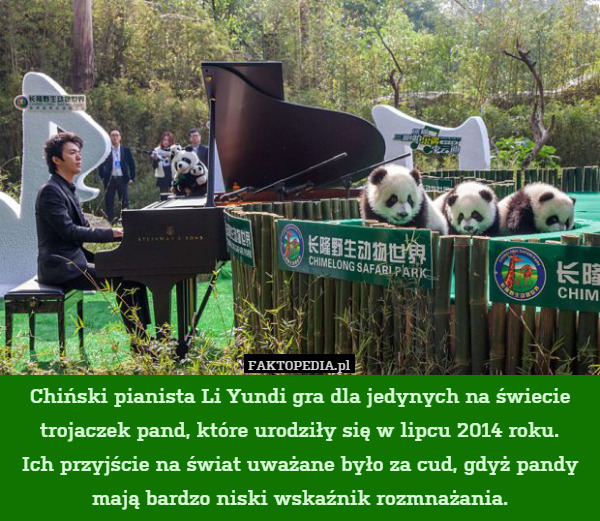 Chiński pianista Li Yundi gra dla jedynych na świecie trojaczek pand, które urodziły się w lipcu 2014 roku.
Ich przyjście na świat uważane było za cud, gdyż pandy mają bardzo niski wskaźnik rozmnażania. 