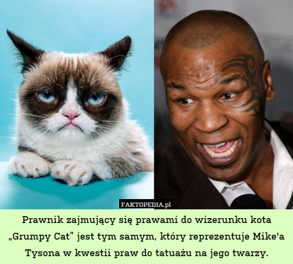 Prawnik zajmujący się prawami do wizerunku kota „Grumpy Cat” jest tym samym, który reprezentuje Mike'a Tysona w kwestii praw do tatuażu na jego twarzy. 