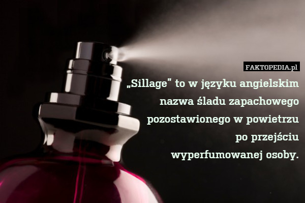 „Sillage” to w języku angielskim
nazwa śladu zapachowego
pozostawionego w powietrzu
po przejściu
wyperfumowanej osoby. 