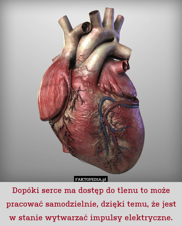 Dopóki serce ma dostęp do tlenu to może pracować samodzielnie, dzięki temu, że jest w stanie wytwarzać impulsy elektryczne. 