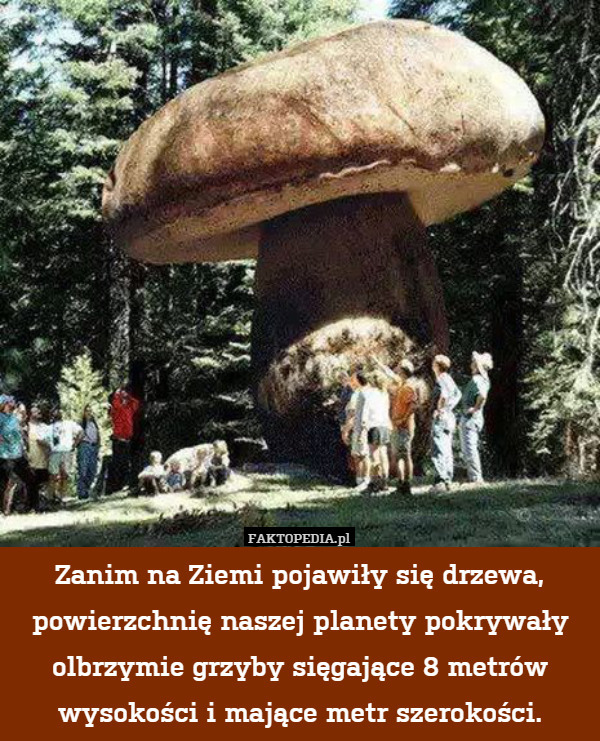 Zanim na Ziemi pojawiły się drzewa, powierzchnię naszej planety pokrywały olbrzymie grzyby sięgające 8 metrów wysokości i mające metr szerokości. 