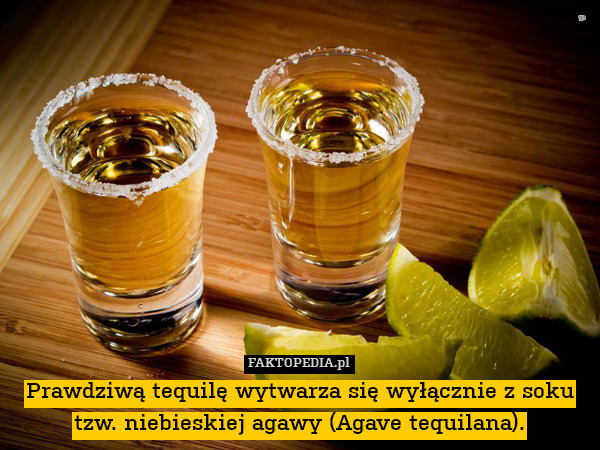 Prawdziwą tequilę wytwarza się wyłącznie z soku tzw. niebieskiej agawy (Agave tequilana). 